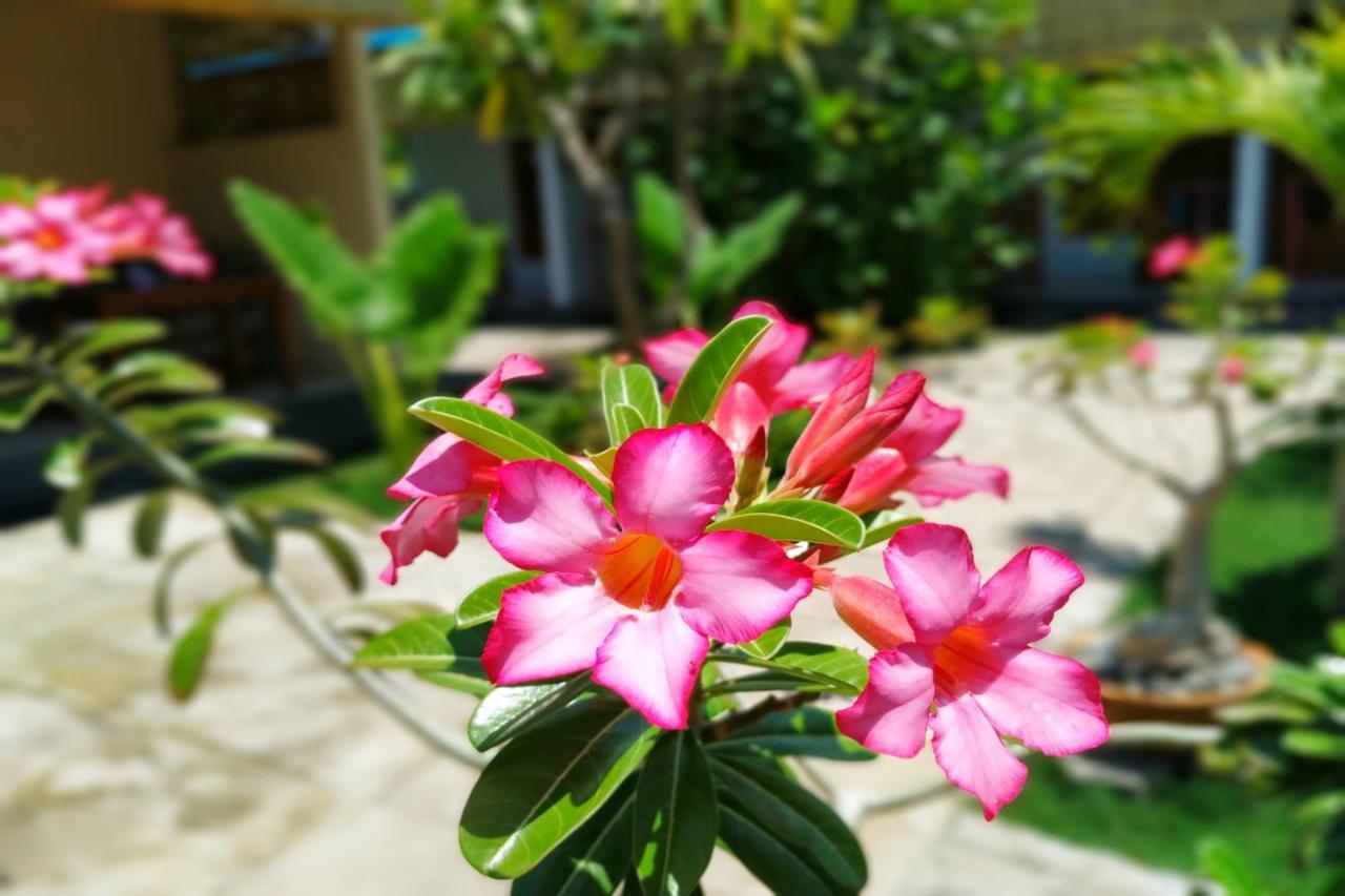 Van Santri Homestay Pemuteran Εξωτερικό φωτογραφία
